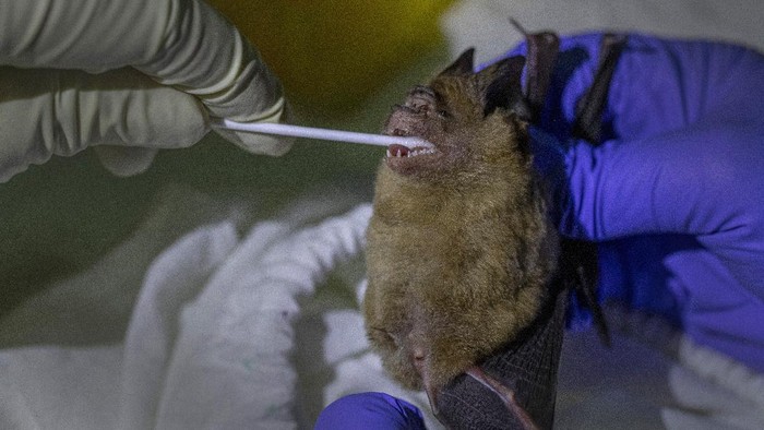 A researcher swabs a bats mouth to take samples at Sai Yok National Park in Kanchanaburi province, west of Bangkok, Thailand, Friday, July 31, 2020. Researchers in Thailand have been trekking though the countryside to catch bats in their caves in an effort to trace the murky origins of the coronavirus. (AP Photo/Sakchai Lalit)
