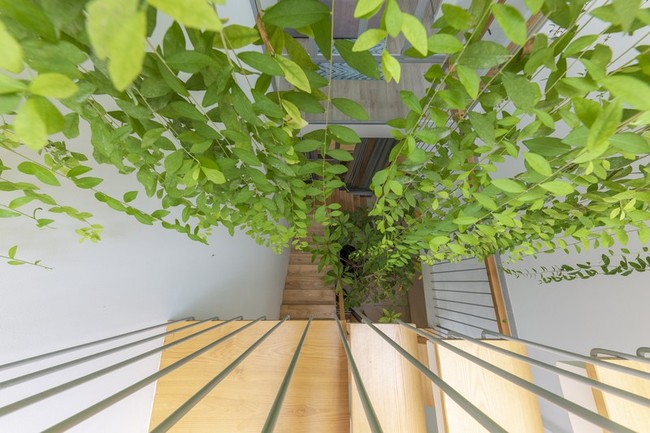 Rumah juga memiliki area terbuka di tengah-tengah untuk memungkinkan cahaya matahari masuk dan menyinari tanaman gantung. Menciptakan kesan lebih luas. Foto: Thiet Vu/Khuon Studio
