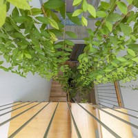 Rumah juga memiliki area terbuka di tengah-tengah untuk memungkinkan cahaya matahari masuk dan menyinari tanaman gantung. Menciptakan kesan lebih luas. Foto: Thiet Vu/Khuon Studio