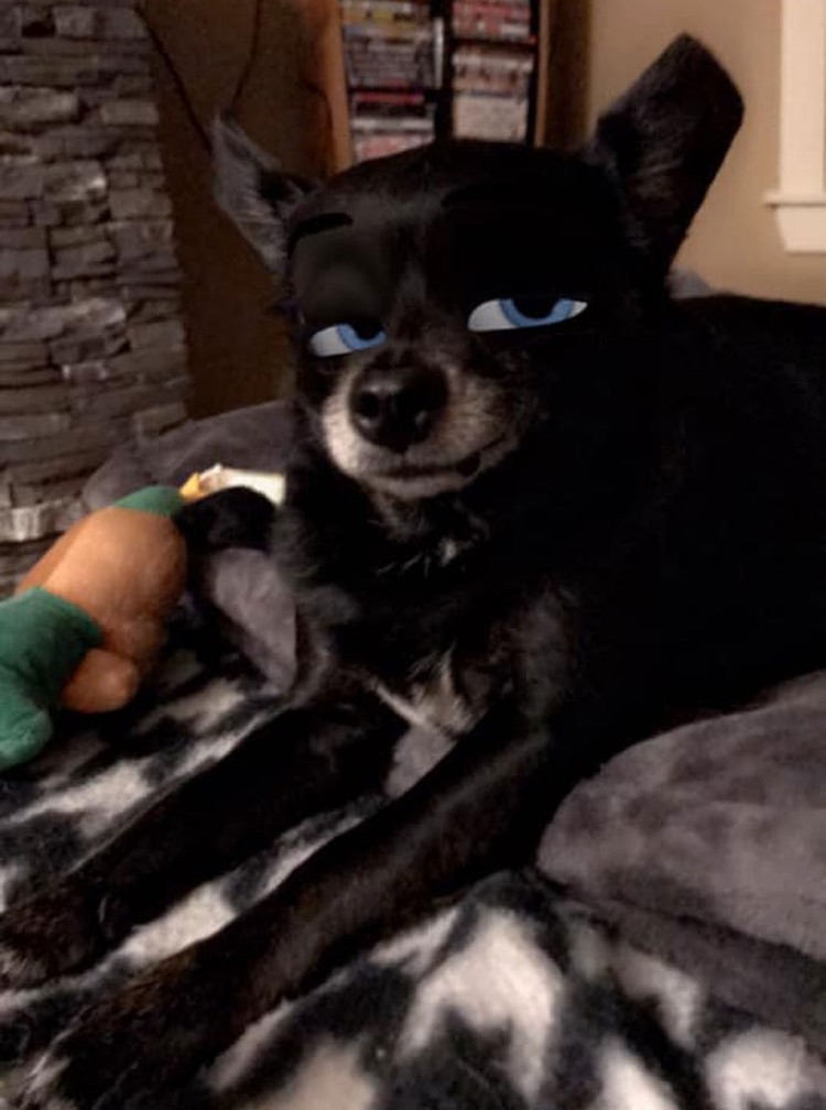 snapchat anjing disney snapchat anjing disney