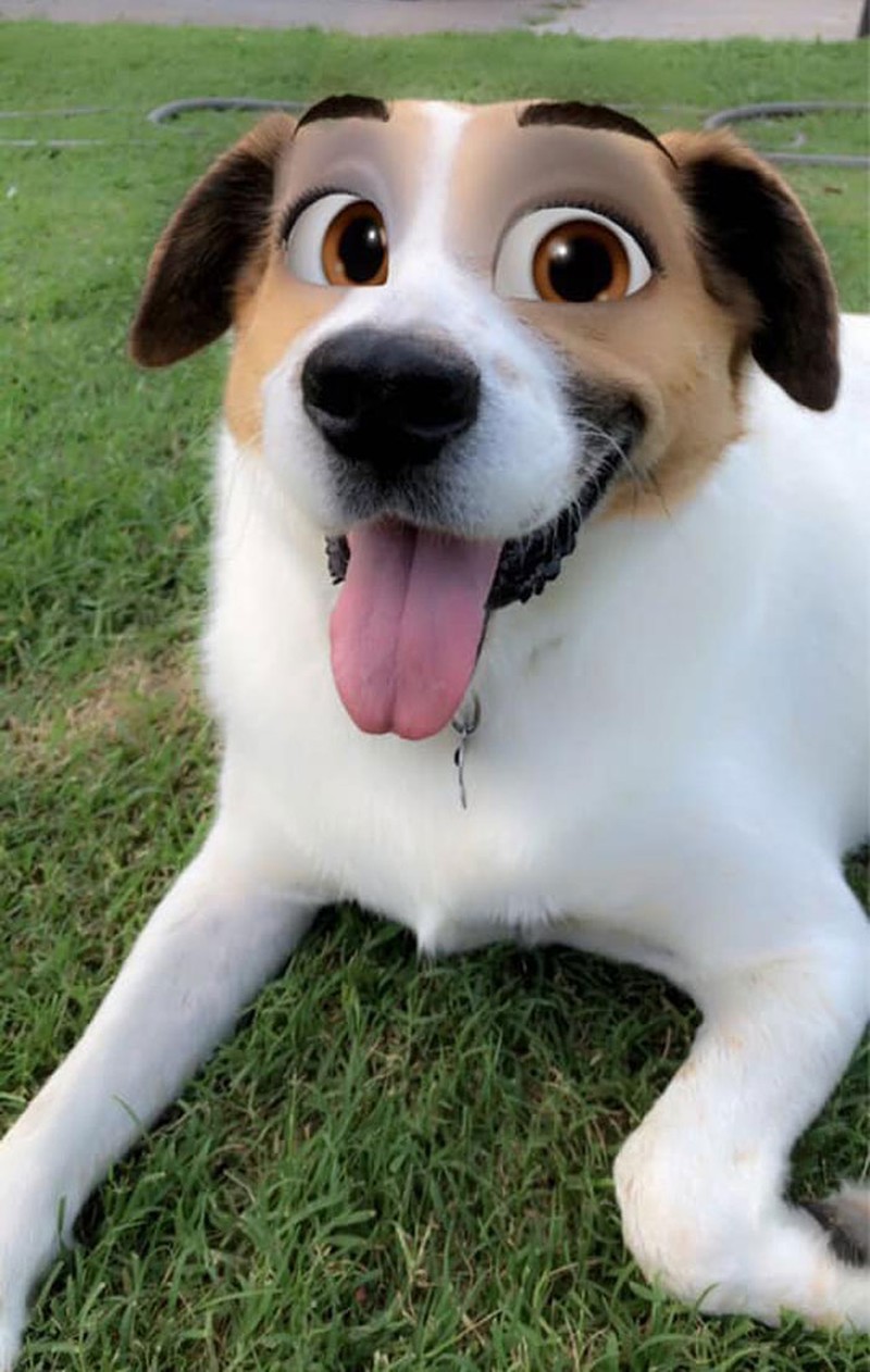 snapchat anjing disney