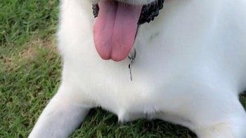 Beberapa pengguna juga pernah mencobanya untuk hewan lain seperti kucing dan hasilnya juga menggemaskan. Foto: Boredpanda