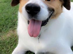 Kocak, Filter Snapchat Bikin Anjing Bak Kartun Disney