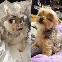 snapchat anjing disney