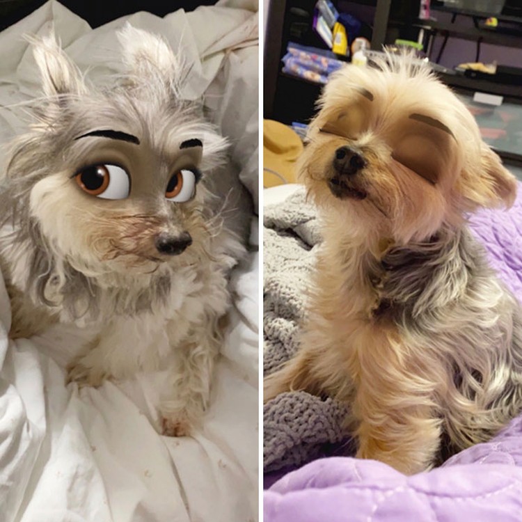 snapchat anjing disney snapchat anjing disney