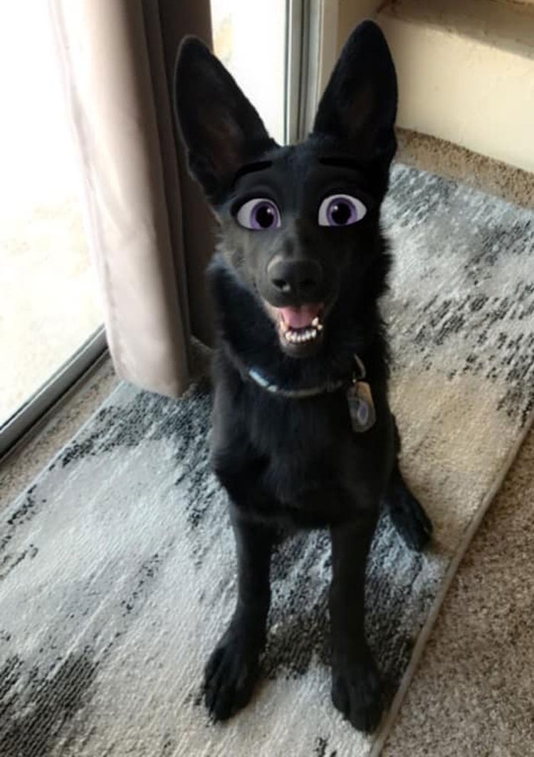 snapchat anjing disney snapchat anjing disney