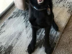 Kocak, Filter Snapchat Bikin Anjing Bak Kartun Disney