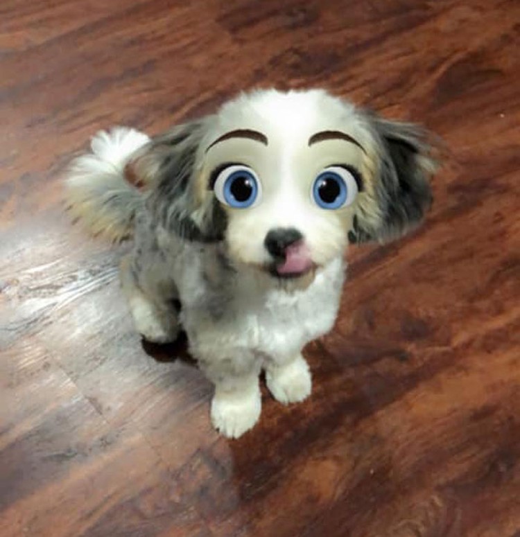 snapchat anjing disney snapchat anjing disney