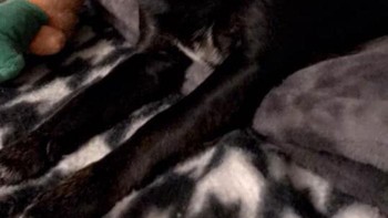 Para pengguna Snapchat yang menggunakan filter ini untuk anjing-anjing kesayangannya pun membagikan hasilnya. (Foto: Boredpanda)