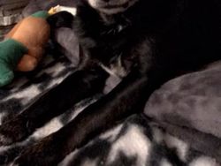 Kocak, Filter Snapchat Bikin Anjing Bak Kartun Disney