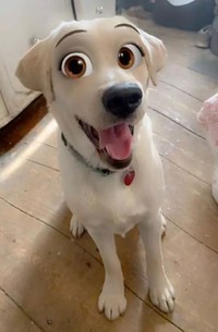 snapchat anjing disney