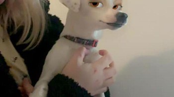 FItur ini dapat mengenali saat anjing itu menyipitkan atau menutup matanya. (Foto: Boredpanda)