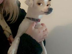 Kocak, Filter Snapchat Bikin Anjing Bak Kartun Disney