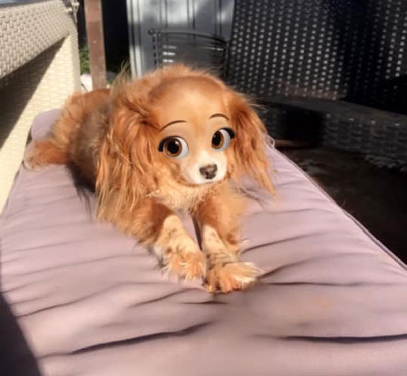 snapchat anjing disney