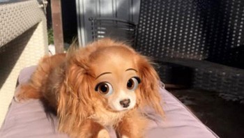 Mengingat banyaknya ras dan ekspresi wajah doggie, kemungkinannya tidak terbatas. Foto: Boredpanda