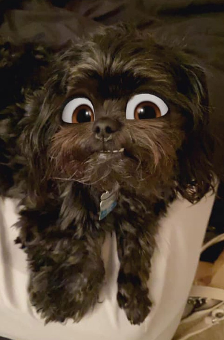 snapchat anjing disney