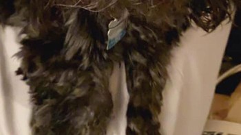 Dilansir detiKINET dari Boredpanda, seorang pengguna Facebook bernama Danielle Sugden baru-baru ini menemukan filter tersebut dan mencobanya pada anjing peliharaannya, dan hasilnya begitu menggemaskan. Foto: Boredpanda