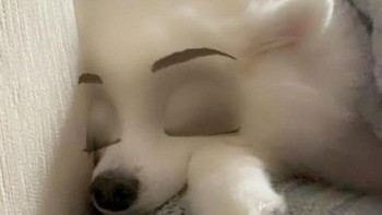 Postingan di grup Facebook Dogspotting Society telah dilihat oleh ribuan orang, mengumpulkan lebih dari 14.000 reaksi dengan 3.000 share dan lebih dari 5.500 komentar dalam waktu kurang dari sehari.  (Foto: Boredpanda)