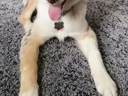 Kocak, Filter Snapchat Bikin Anjing Bak Kartun Disney