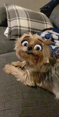 snapchat anjing disney