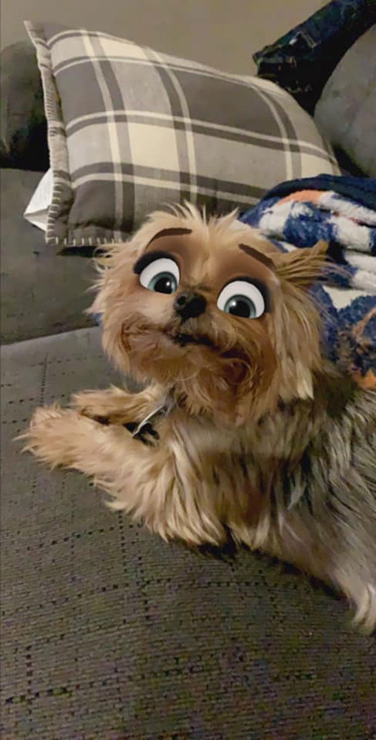 snapchat anjing disney