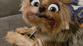 Fitur cartoon face ini sebenarnya dirancang untuk wajah manusia, karena fitur ini kurang untuk mengenali wajah anjing. Foto: Boredpanda
