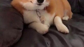 Tapi nyatanya ini filter ini juga berfungsi untuk semua jenis anjing. Foto: Boredpanda