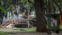 Terakhir, ada yang namanya proses pencabutan pohon di sekitaran area pembangunan stasiun MRT fase II yakni stasiun Monas dan Thamrin.