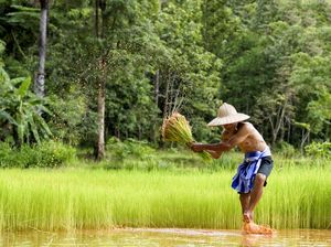Tradisi Weri Mata Nii Digelar Masyarakat Flores Saat Masa Tanam Padi