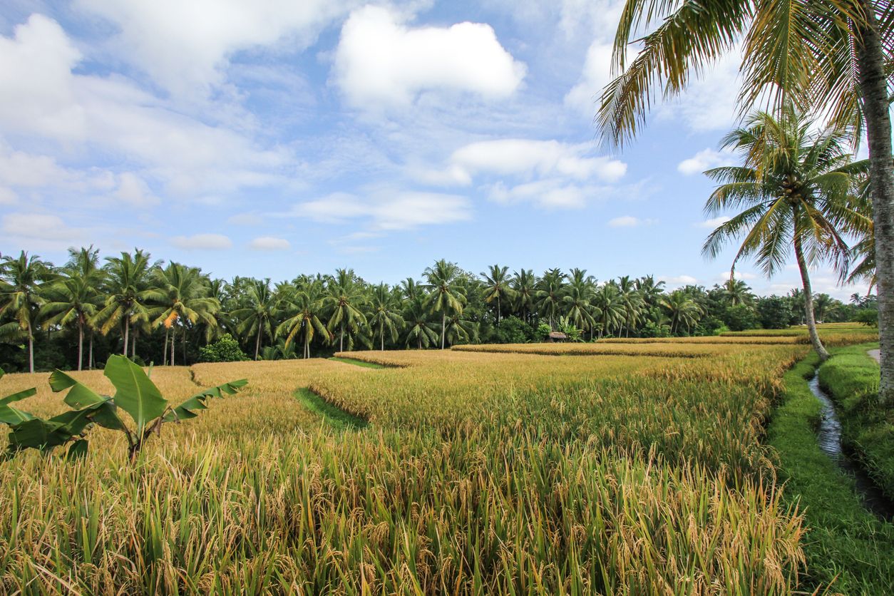 Rice fields in Bali
