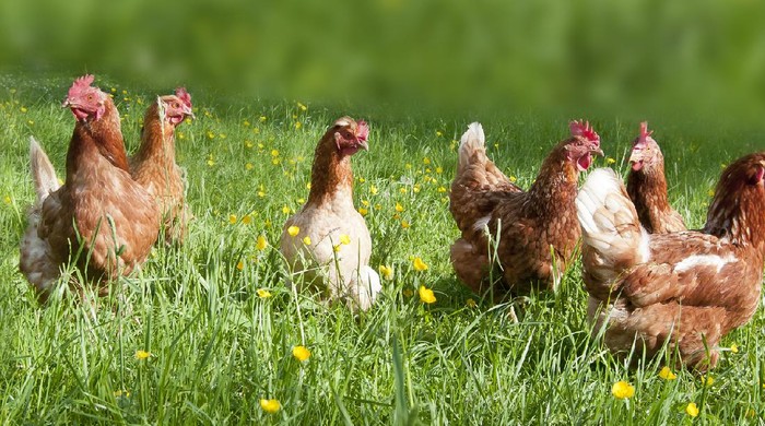 Free range chicken on an organic farm in Austria; Freilandhühner auf einem Bauernhof in Oberösterreich