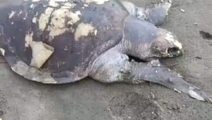 Bangkai penyu terdampar di batukaras pangandaran