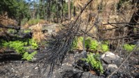 Banyak tanaman yang kembali tumbuh menjadi harapan hutan akan kembali lestari seperti sedia kala.  