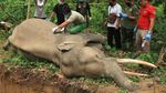 Kasihan, Gajah Jantan Ini Mati Mendadak