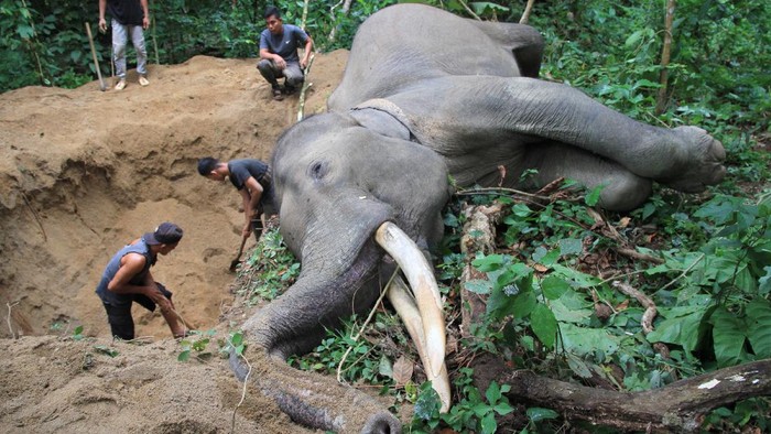 GAJAH JINAK MATI MENDADAK DI ACEH JAYA Petugas Balai Konservasi Sumber Daya Alam (BKSDA) Aceh melakukan proses nekropsi terhadap bangkai gajah sumatra (Elephas maximus sumatranus) jinak yang mati mendadak di kawasan Conservation Response Unit (CRU) Sampoiniet, Aceh Jaya, Aceh, Kamis (13/8/2020). Gajah jinak jantan yang berusia 34 tahun dan diberi nama Olo tersebut ditemukan mati mendadak sekitar pukul 11.00 WIB. ANTARA FOTO/Syifa Yulinnas/aww.