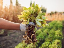 9 Cara Menanam Kacang Tanah agar Berbuah Lebat dan Tips untuk Pemula