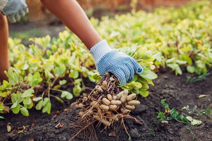 Farmer woman picking peanuts. Worker pulled out bunch of peanut sprouts.Autumn harvesting. Farming and gardening concept. Organic farm