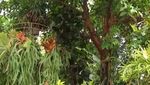 Potret Rumah Mewah Mamah Dedeh