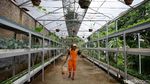 Mantap! Petugas PPSU Ini Hasilkan Cuan dengan Jadi Petani Kota