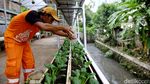 Mantap! Petugas PPSU Ini Hasilkan Cuan dengan Jadi Petani Kota