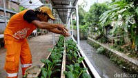 Kegiatan menggarap lahan sebagai petani kota ini telah dilakukan Dhamiri sejak setahun yang lalu.