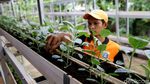Mantap! Petugas PPSU Ini Hasilkan Cuan dengan Jadi Petani Kota