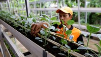 Guna membagi waktu dengan pekerjaannya sebagai petugas PPSU, biasanya Dhamiri merawat tanaman-tanamannya tersebut pada pagi dan sore hari.