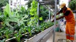 Mantap! Petugas PPSU Ini Hasilkan Cuan dengan Jadi Petani Kota