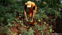 Salah satu lahan di tengah kota itu tampak dimanfaatkan Dhamiri untuk ditanami tomat.