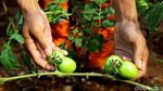 Mantap! Petugas PPSU Ini Hasilkan Cuan dengan Jadi Petani Kota