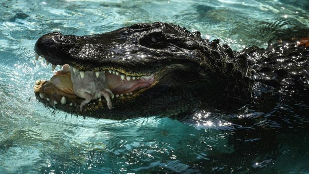 Muja, Aligator tertua di dunia