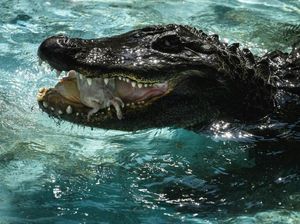 Ngeri! Mayat Wanita Ditemukan Dalam Rahang Aligator di Texas