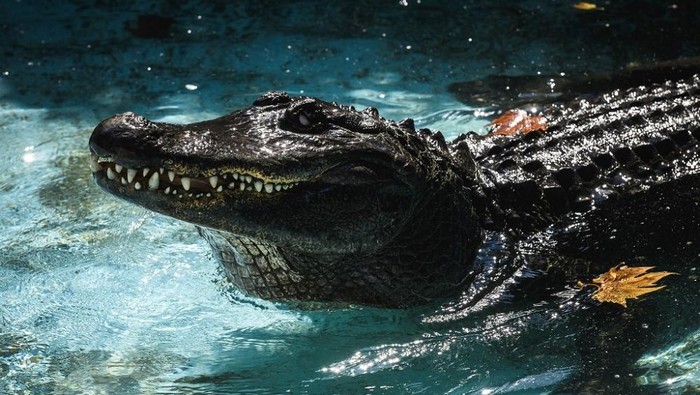 Muja, Aligator tertua di dunia
