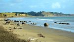 Unik Nih, di Pantai Selandia Baru Ada Telur Naga